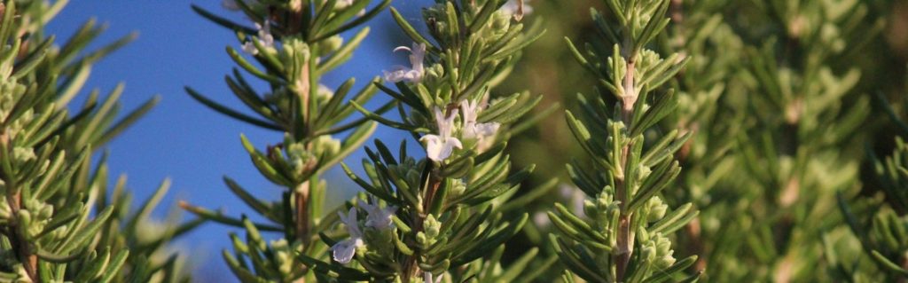 5 Ways to use Rosemary Essential Oil