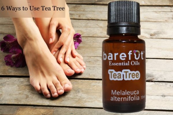 6 Ways to Use Tea Tree Essential Oil (Melaleuca alternifolia) - Barefut ...