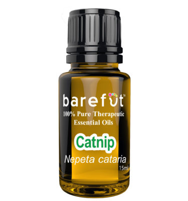 Catnip Essential Oil Barefut