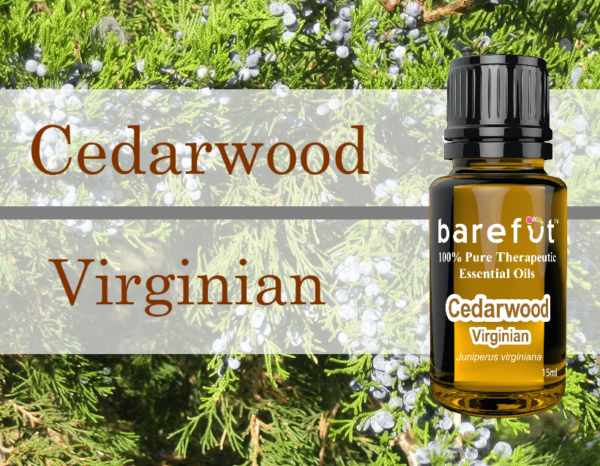Cedarwood Virginian Essential