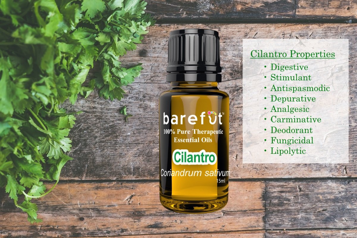 Cilantro Essential Oil Benefits barefut
