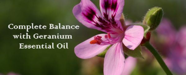Complete Balance with Geranium Essential Oil