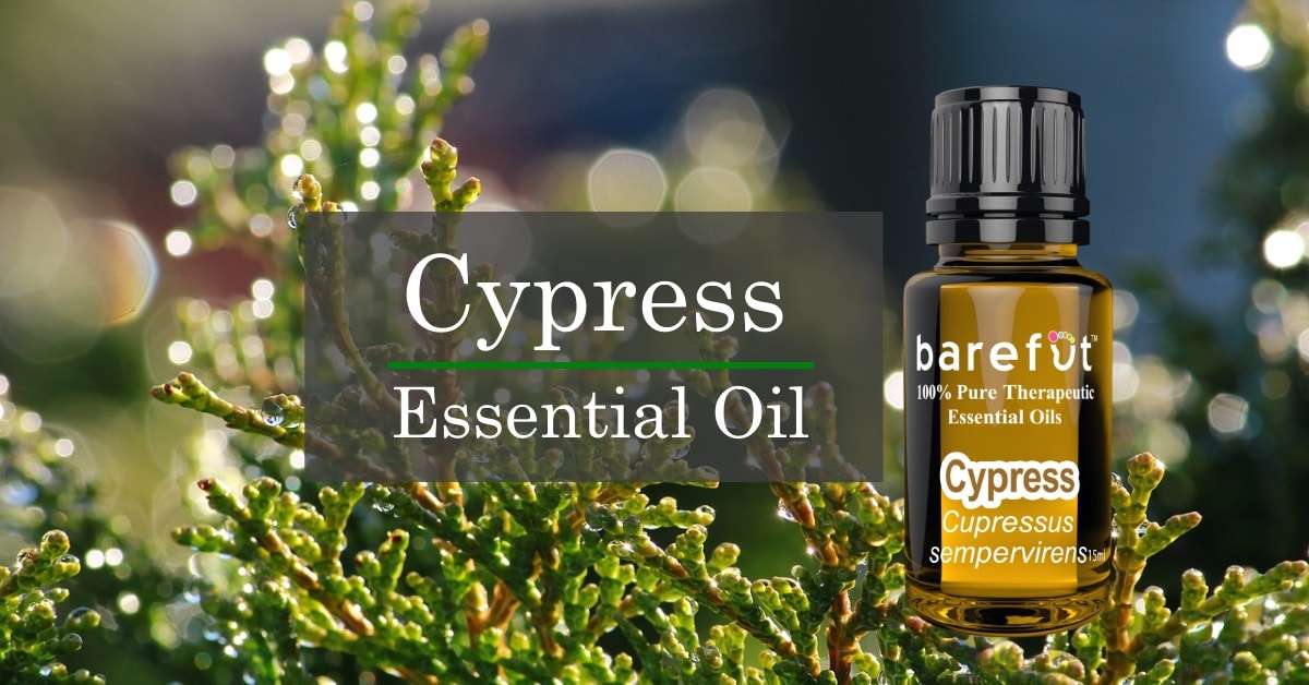 Cypress Essential Oil Spotlight
