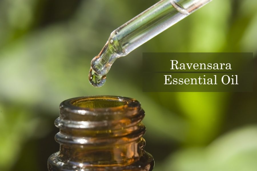 Health Benefits of Ravensara Essential Oil Barefut Essential Oils