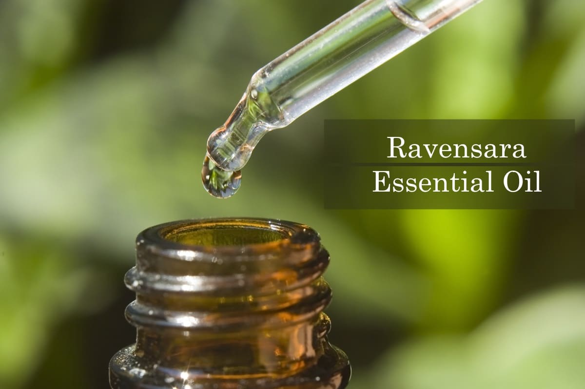 Ravensara 2024 essential oil