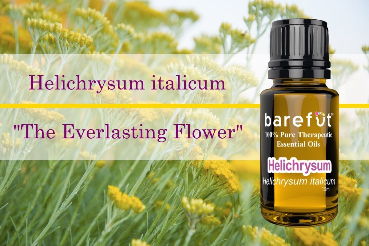 Helichrysum italicum Essential Oil The Everlasting Flower