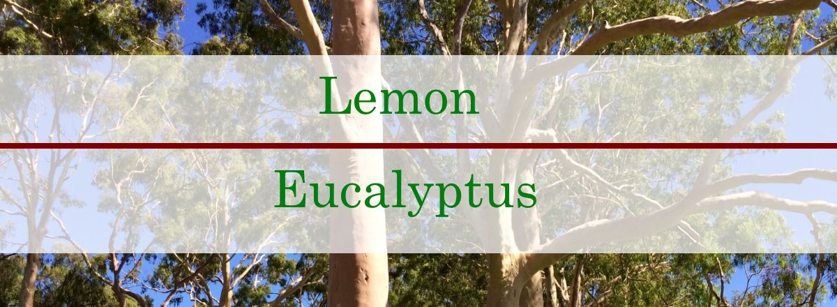 Lemon Eucalyptus Essential Oil Benefits