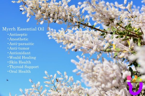 Myrrh Essential Oil Benefits