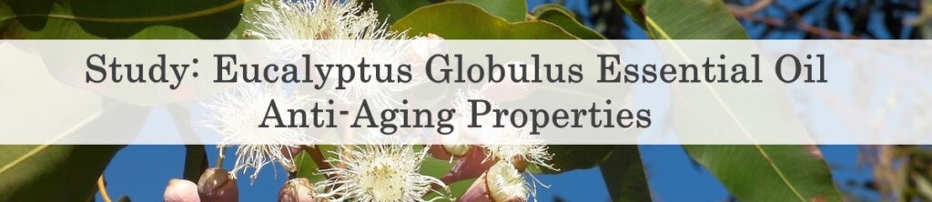 Study: Eucalyptus Globulus Essential Oil Anti-Aging Properties