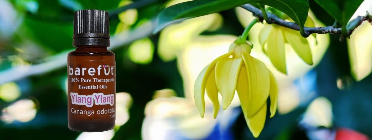 Ylang Ylang Flowers Essential Oils