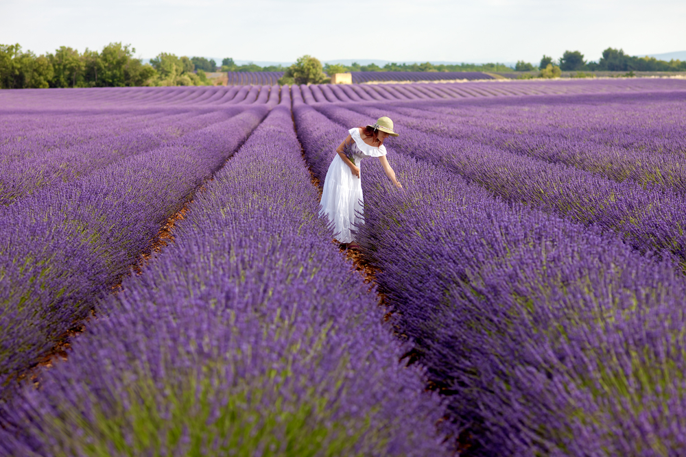 Lavender flowers