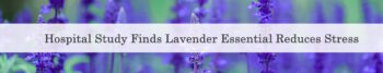 Hospital Study Finds Lavender Essential Reduces Stress