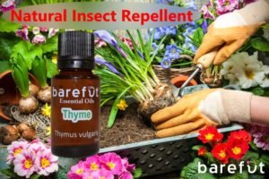 Thyme Essential Oil - Natural Insect Repellent for Gardens